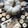 pumpkins - My photos - 