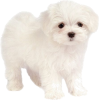 puppy - Animales - 