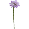 purple flower - イラスト - 