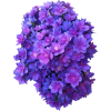 purple flowers 1 - Plantas - 
