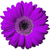 purple flowers 5 - Rastline - 