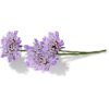 purple flowers - イラスト - 
