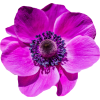 purple flowers - Plantas - 