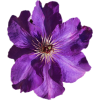 purple flowers - Pflanzen - 