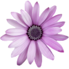 purple flowers - Piante - 