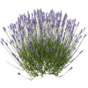 purple flower plant - Plants - 