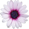 purple flower rain - 植物 - 