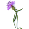 purple flower single stem - Biljke - 