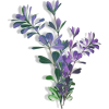 purple leaf stems - 植物 - 