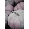purple pumpkins - My photos - 