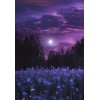 purple sunset - Uncategorized - 