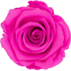 róża - Piante - 