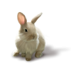 rabbit - 動物 - 