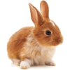 rabbit - 動物 - 