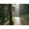 Rain - Mis fotografías - 