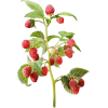 raspberry plant - フルーツ - 