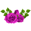 róże - Plantas - 