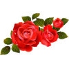 róże - Plants - 