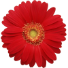red daisy - Rastline - 