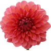 red/pink flower  - Plantas - 