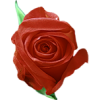 red rose - Mie foto - 