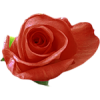 red rose - My photos - 