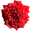 red rose - Minhas fotos - 