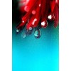 red and aqua - Items - 