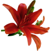red flowers - Articoli - 