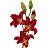 red flowers - Items - 