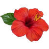 red hibiscus - Narava - 