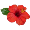 red hibiscus - Natural - 