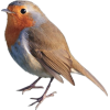 red robin bird - 動物 - 