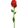 red rose - Растения - 