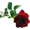 red rose - Pflanzen - 