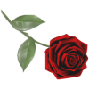 red rose - 植物 - 