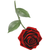red rose - Plants - 
