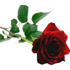 red rose - Piante - 