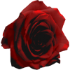 red rose - Растения - 