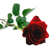 red rose - Biljke - 