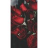 red roses - Uncategorized - 