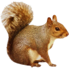 red squirrel - Animais - 