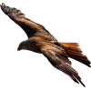 red tail hawk flying - Animali - 