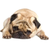 resting pug - Animali - 