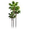 rfhnbyrb - 植物 - 
