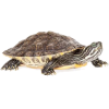 river turtle - 动物 - 