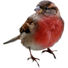 robin (bird) - Živali - 