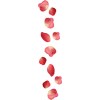 rose petals - Rośliny - 