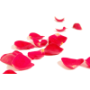 rose petals - Piante - 