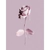 rose - Predmeti - 
